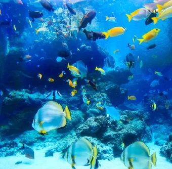 沖縄美ら海水族館